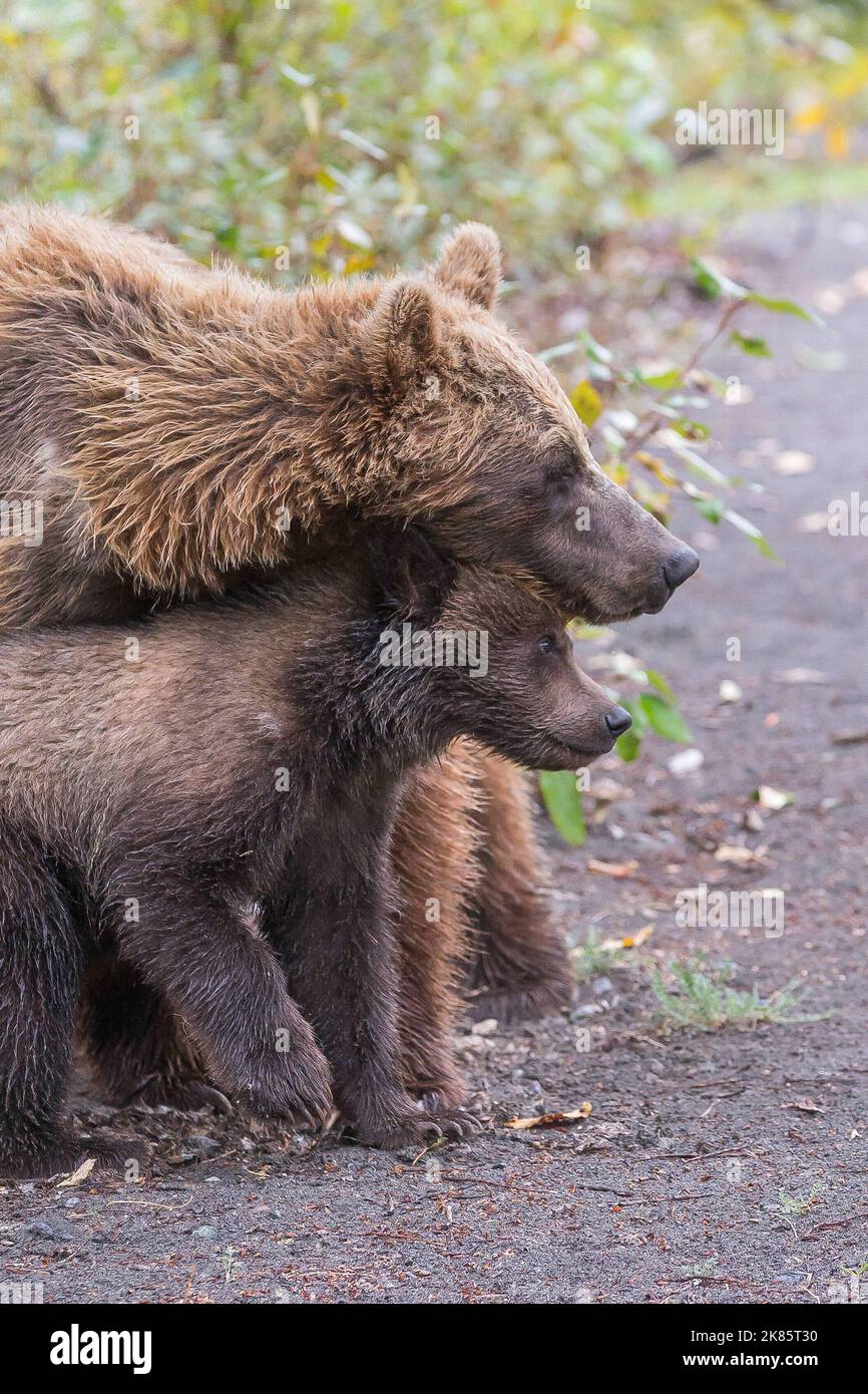 Le cub restera avec sa mère jusqu'à l'âge de deux ans. Colombie-Britannique, Canada: CES images ADORABLES montrent une mère ours enseignant son cub l'ancien Banque D'Images