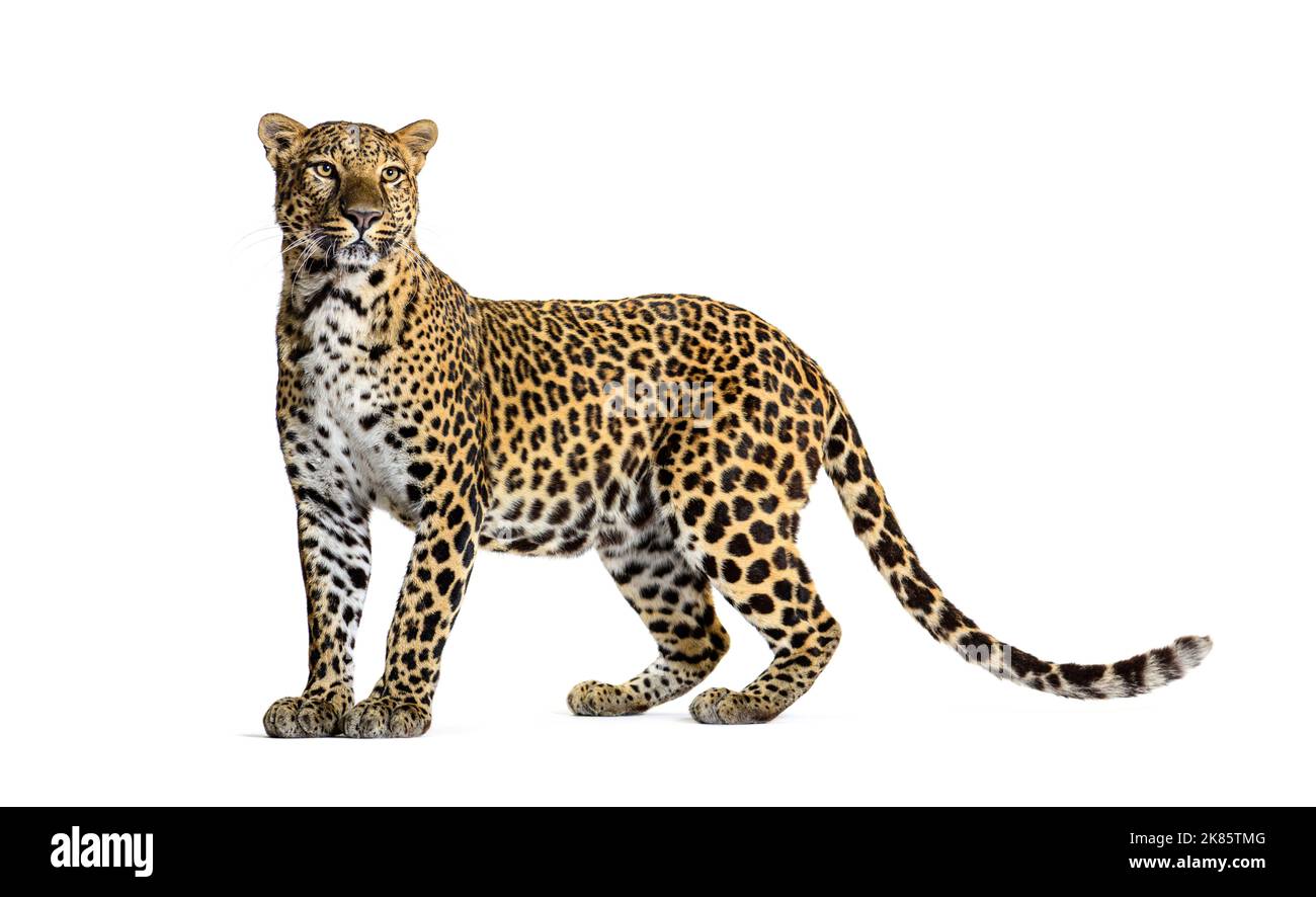 Portrait de léopard debout un regard loin fièrement, Panthera pardus, sur fond blanc Banque D'Images