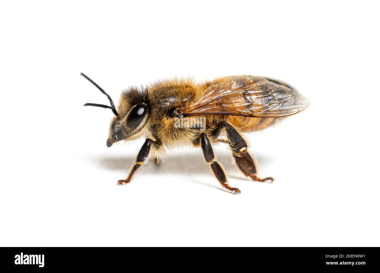 Vue latérale d'une abeille robeuse, apis mellifera, isolée sur blanc Banque D'Images