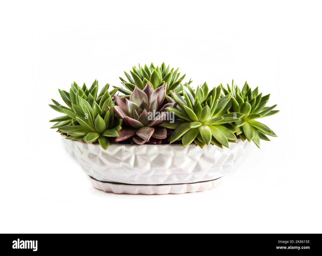 Pot de fleurs blanc en céramique avec Echeveria succulents isolés sur fond blanc Banque D'Images