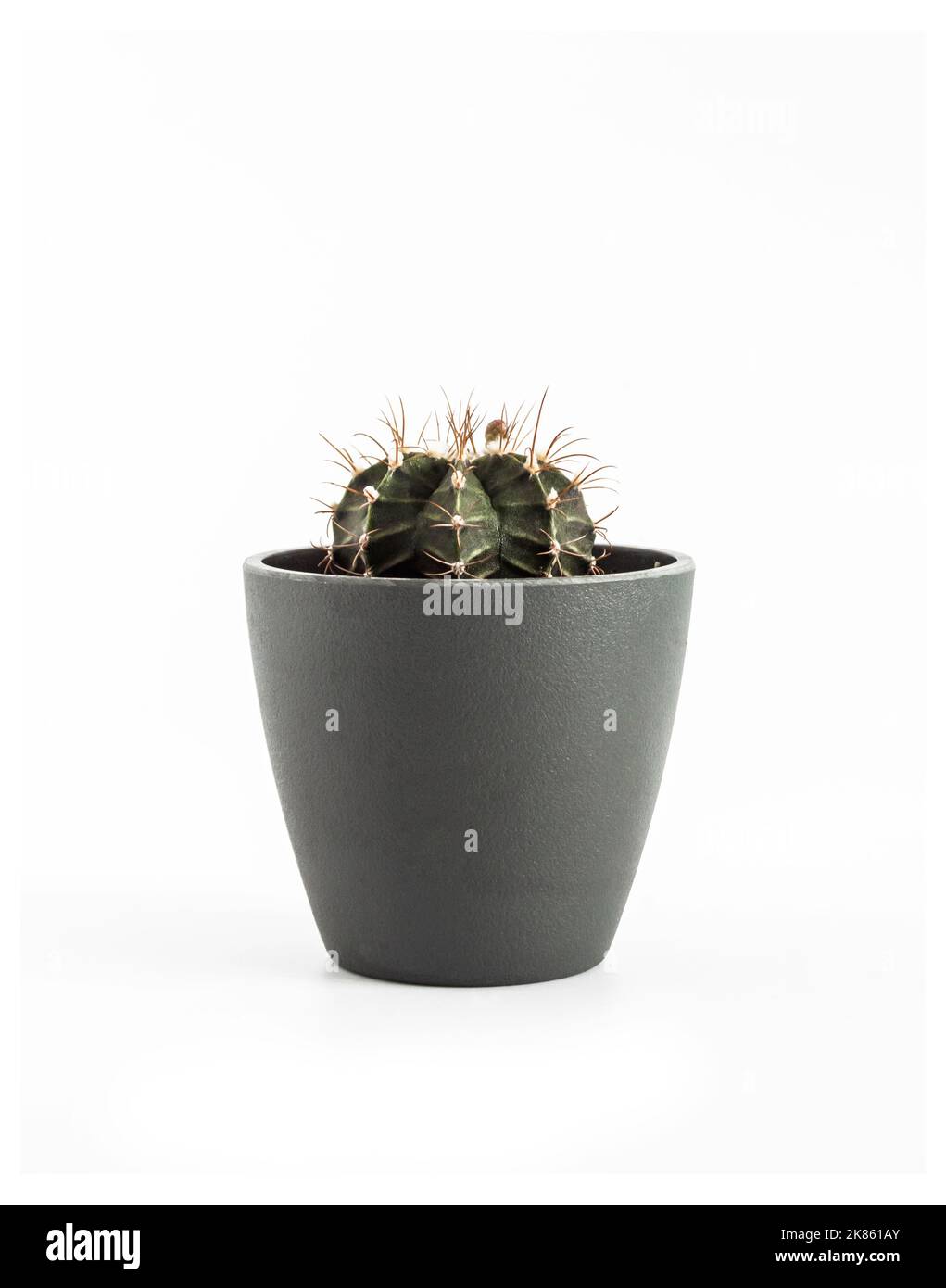 Gymnocalycium mihanovichii cactus dans un pot isolé sur fond blanc. Banque D'Images