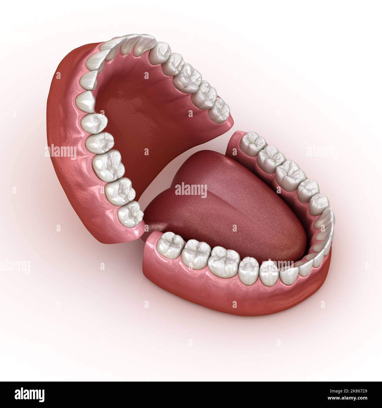 Anatomie dentaire - Ouvert de prothèses dentaires. Soins dentaires médicalement exacts 3D illustration Banque D'Images