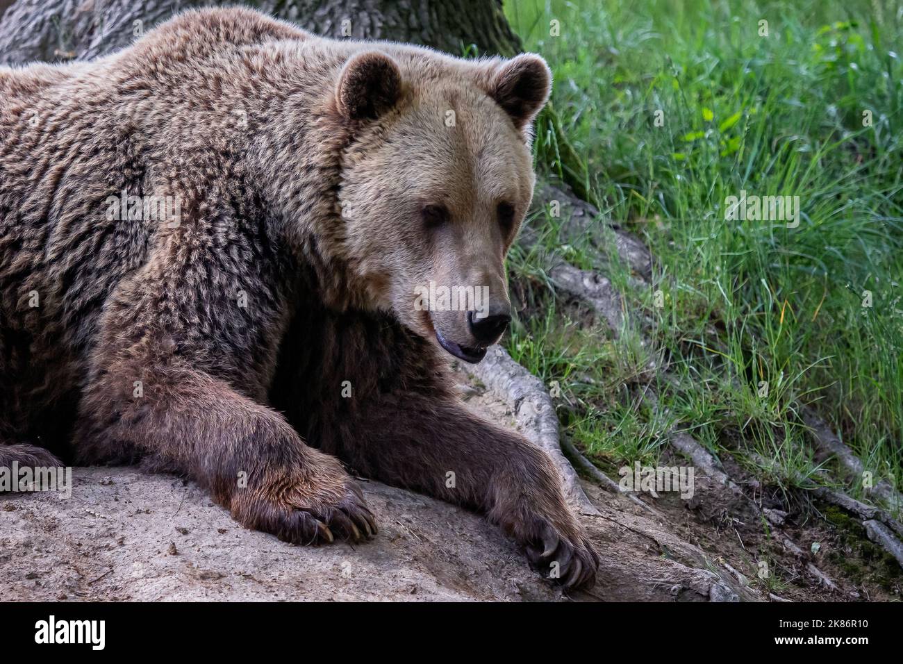 Ours brun (Ursus arctos) dans la forêt Banque D'Images