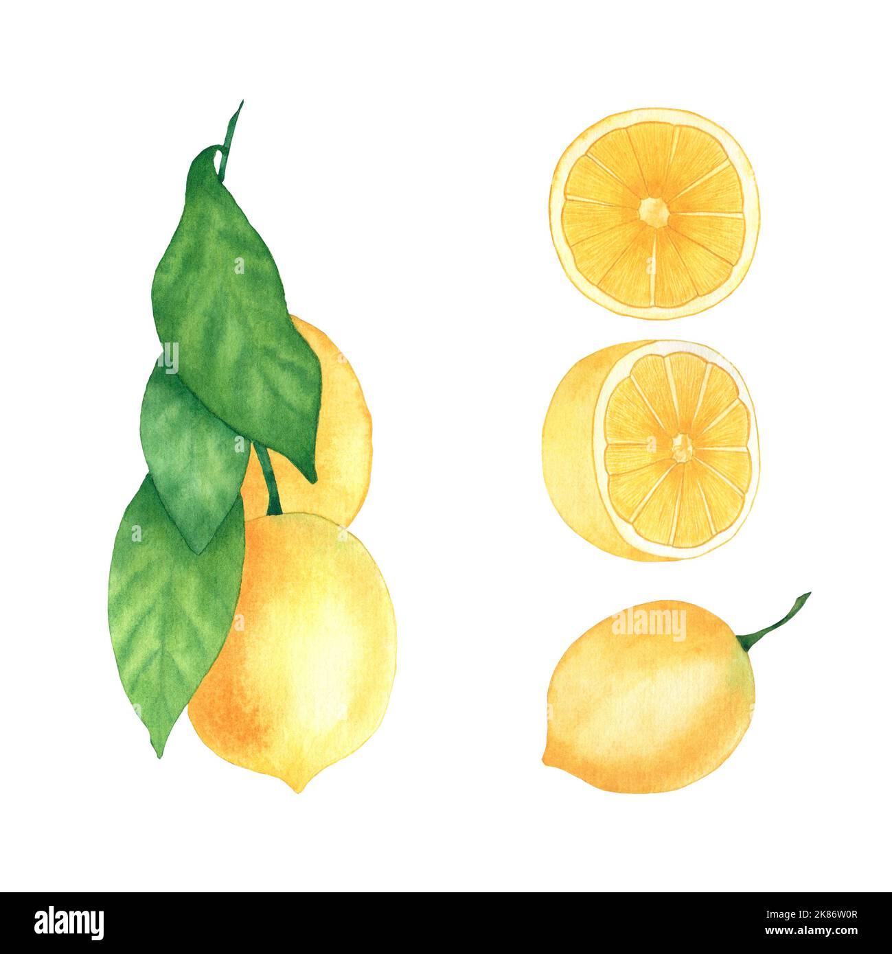 Ensemble aquarelle de citrons. Fruits entiers avec feuilles et tranches de citron. Objets isolés sur fond blanc. Objets prêts à l'emploi pour impression sur tissu Banque D'Images