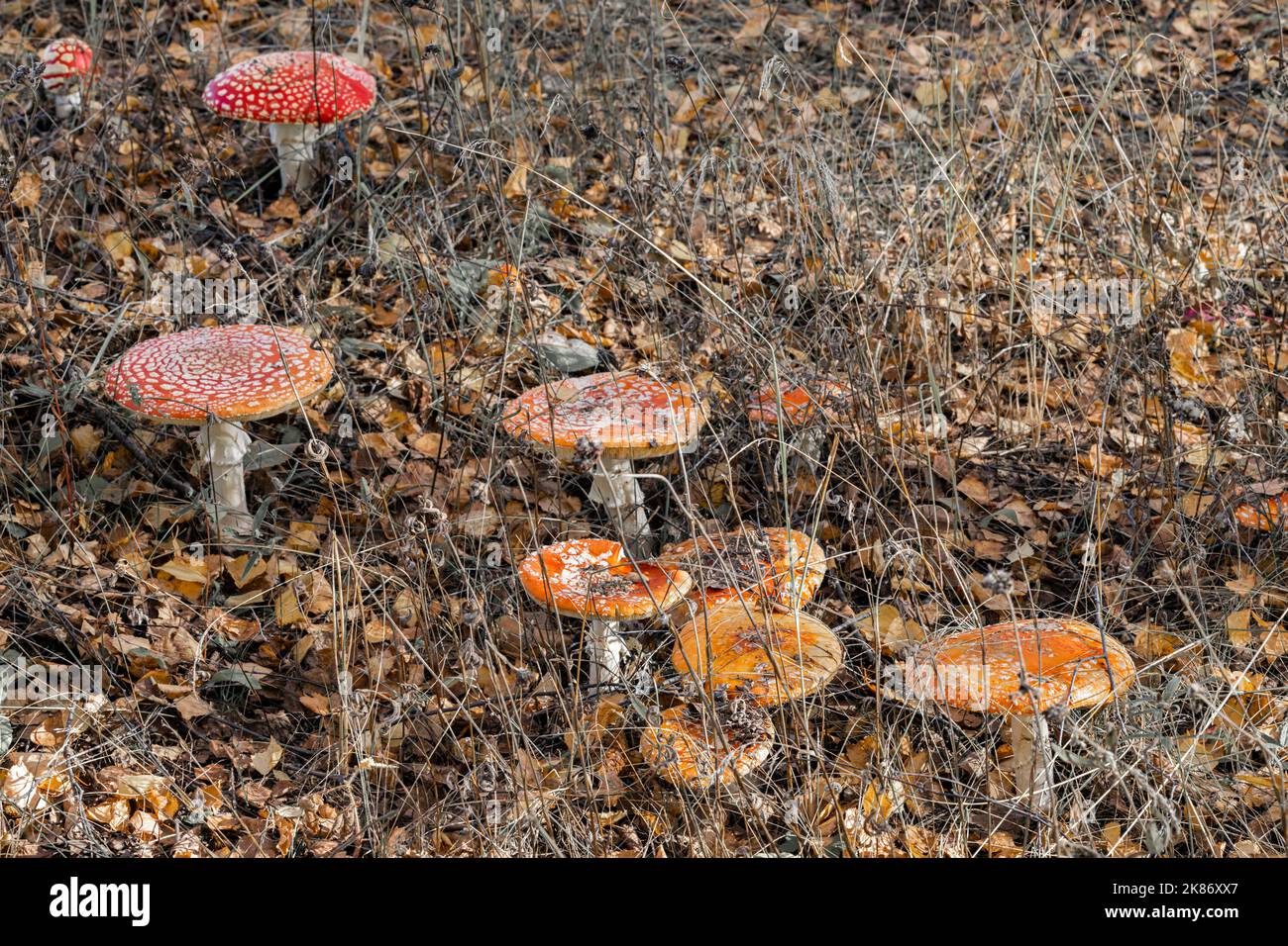 accumulation de champignons agariques de mouche dans la forêt. colonie de champignons Banque D'Images