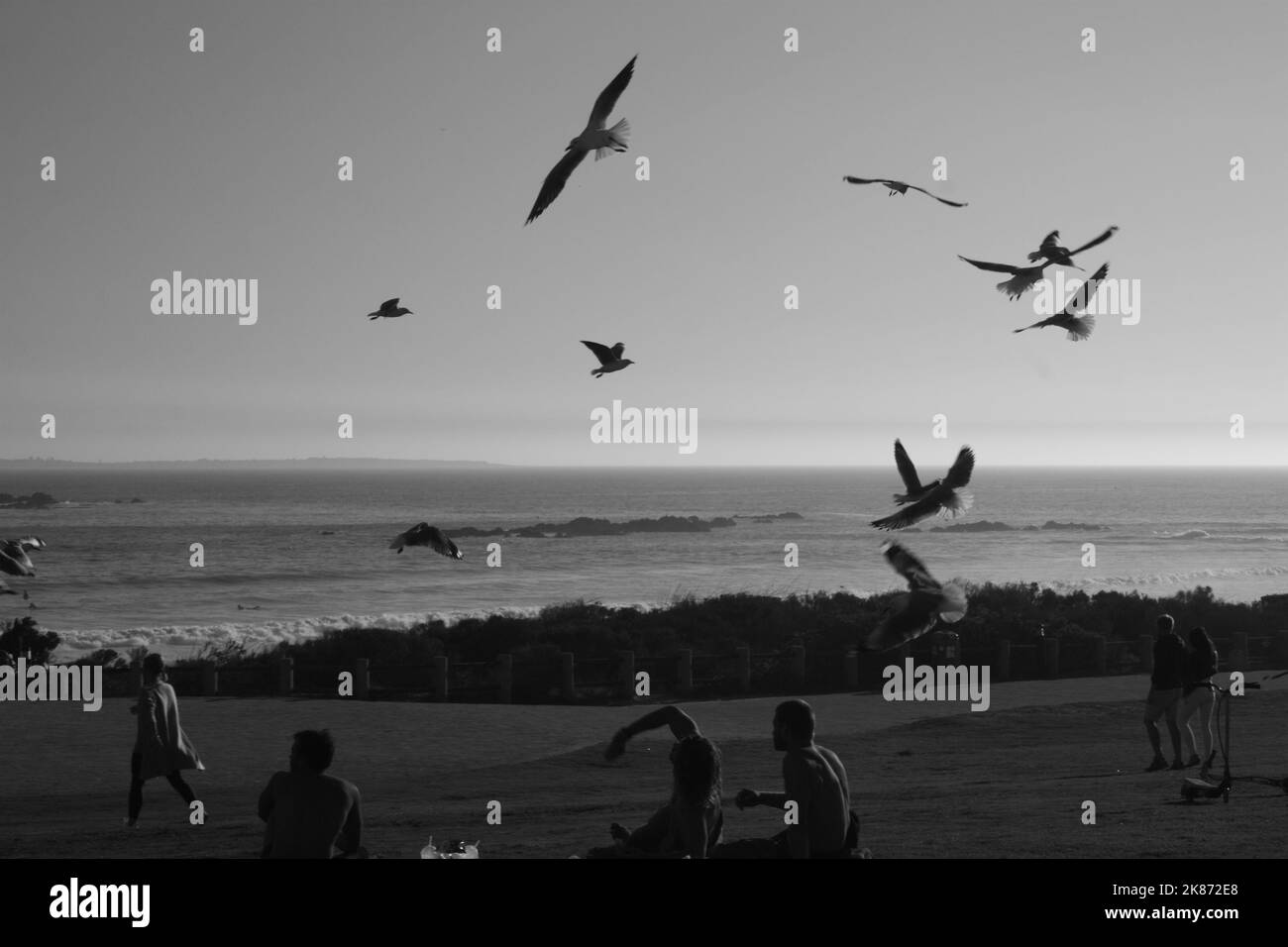 Photo de la scène de plage en noir et blanc, y compris les mouettes volant au-dessus Banque D'Images