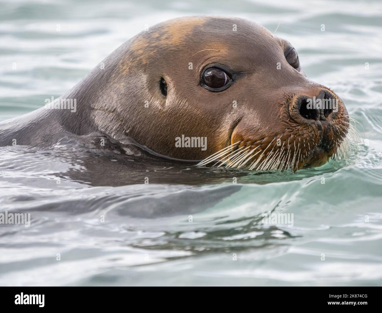 Un phoque barbu adulte (Erignathus barbatus) nageant au bord de la glace à Saint-Jonsfjorden, Svalbard, Norvège, Europe Banque D'Images