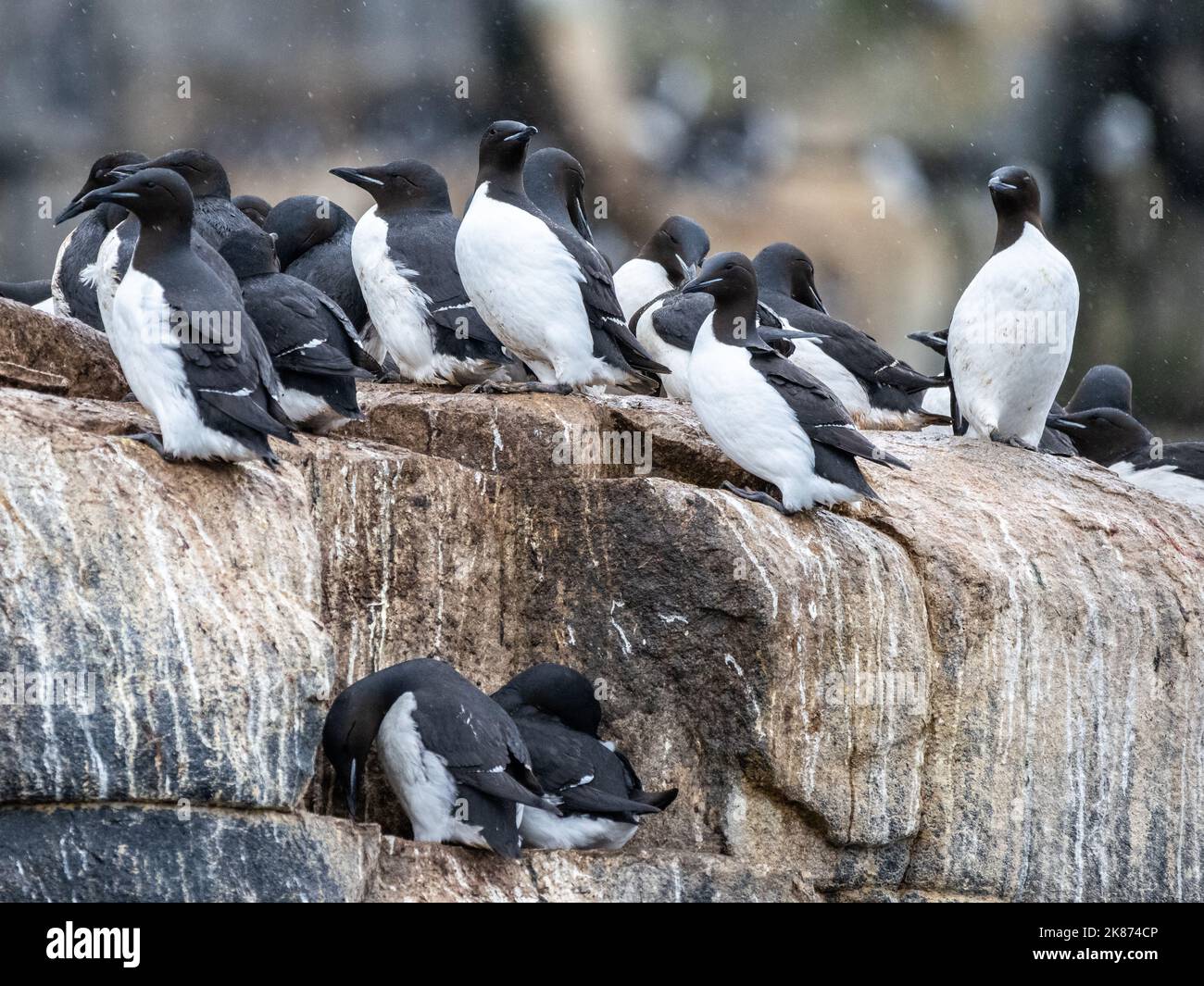 Les guillemots adultes de Brunnich (Uria lomvia) se rassemblent sur les falaises d'Alkefjellet, Spitsbergen, Svalbard, Norvège, Europe Banque D'Images