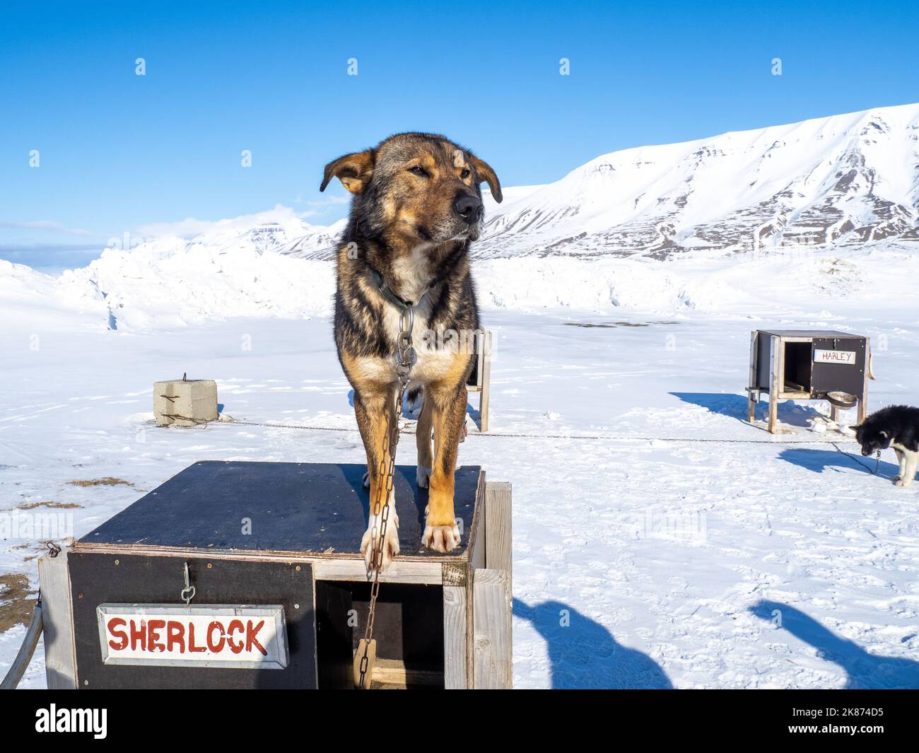 Camp Barentz, une zone d'entraînement de traîneau à chiens juste à l'extérieur de Longyearbyen, Svalbard, Norvège, Norvège, Europe Banque D'Images