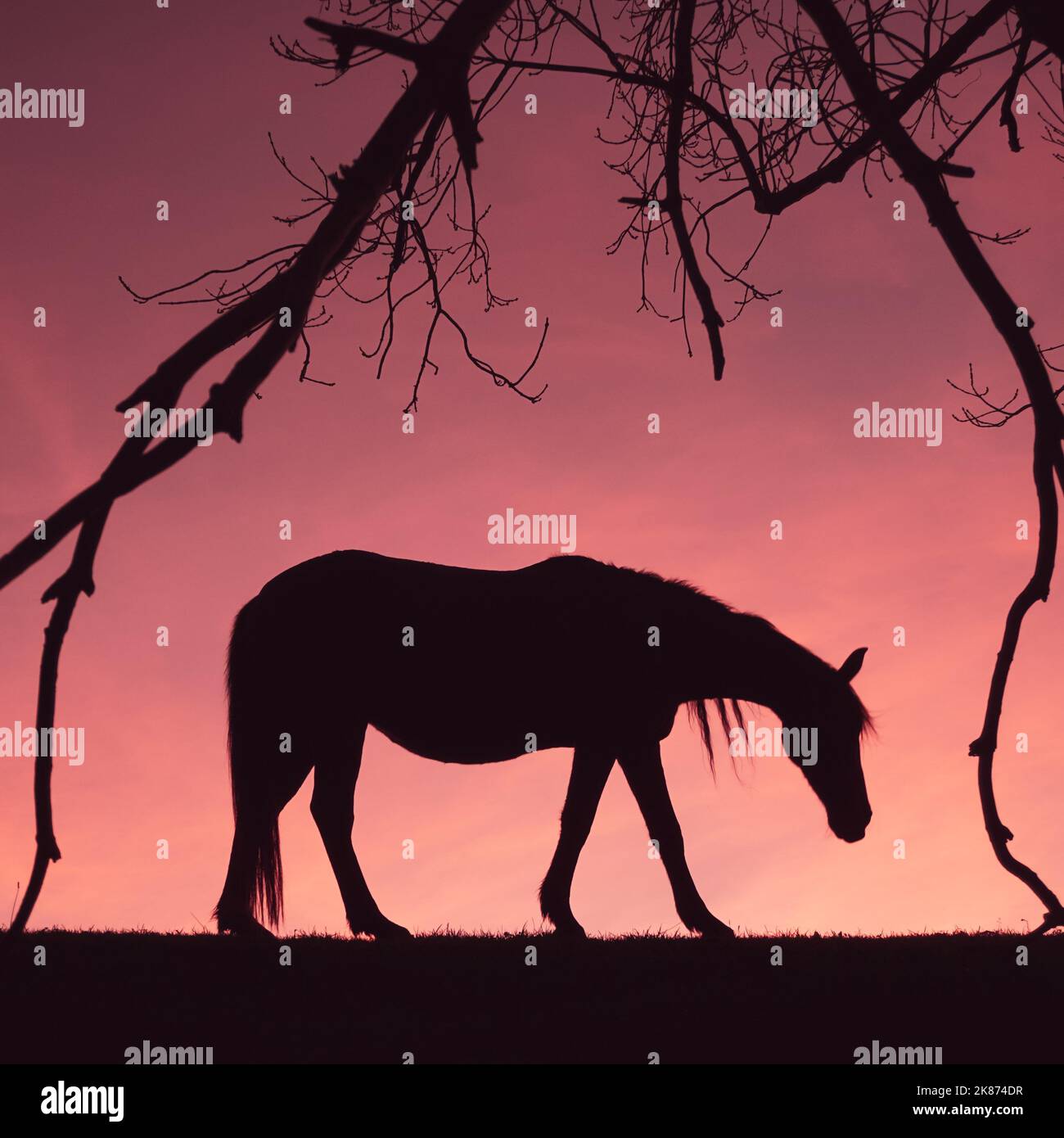 silhouette de cheval à la campagne et coucher de soleil en été Banque D'Images