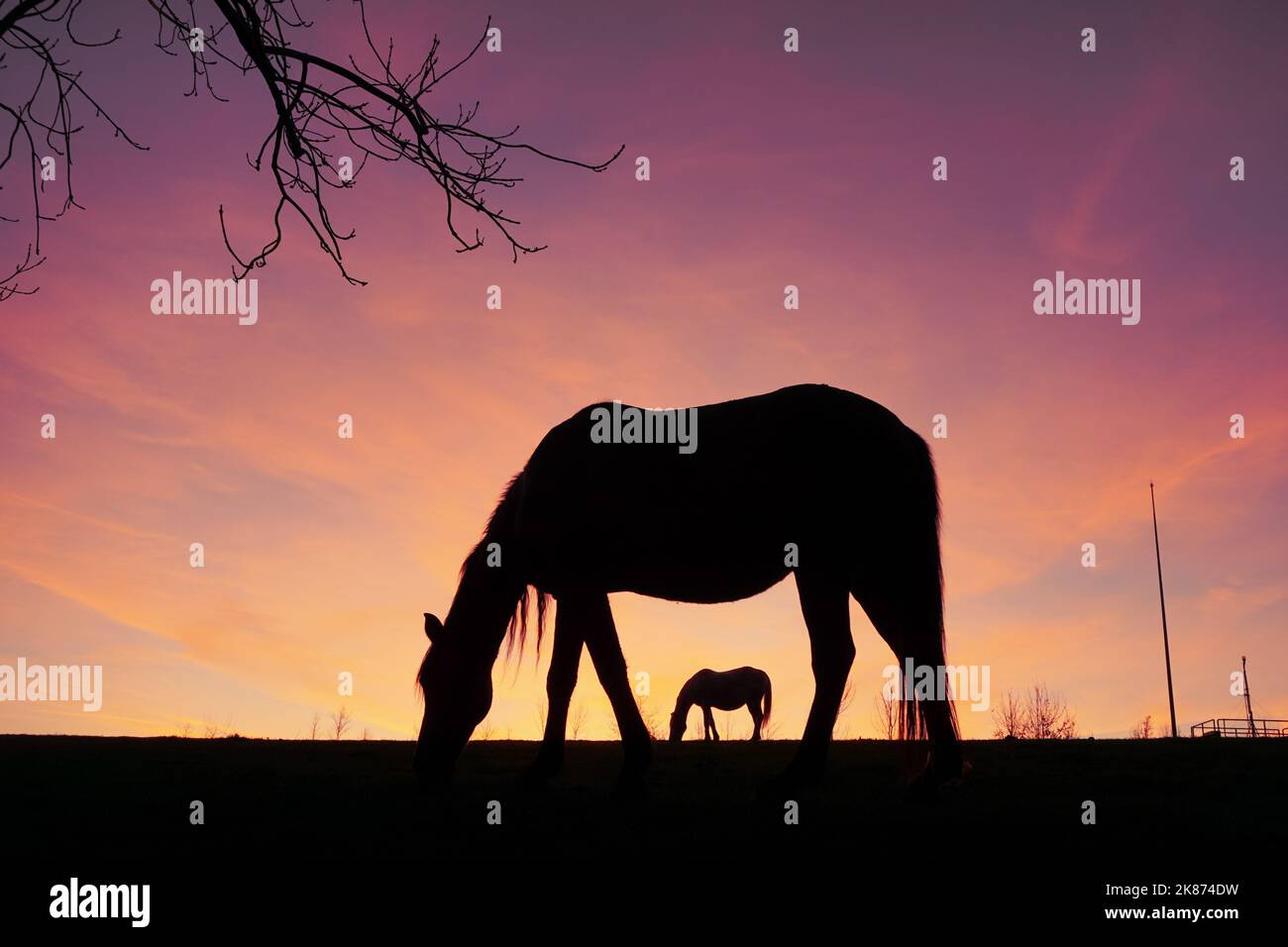 silhouette de cheval à la campagne et coucher de soleil en été Banque D'Images