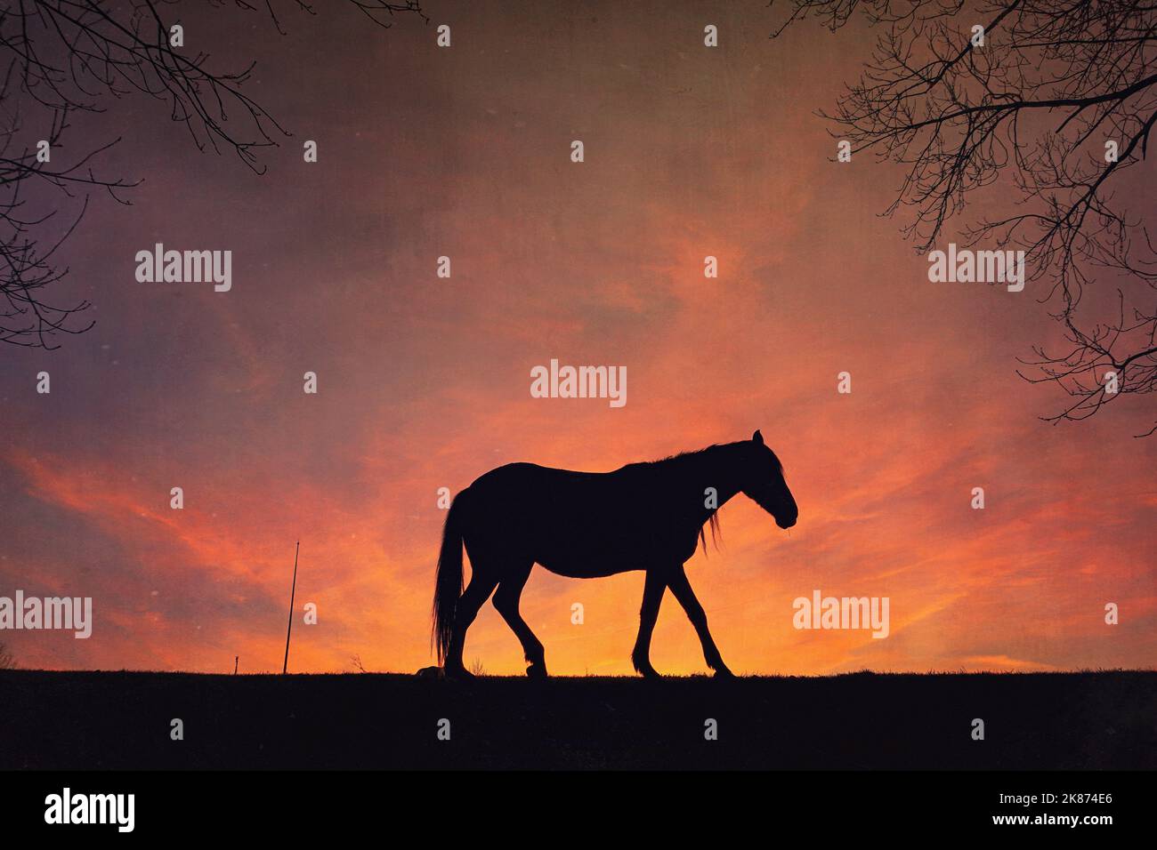 silhouette de cheval à la campagne et coucher de soleil en été Banque D'Images