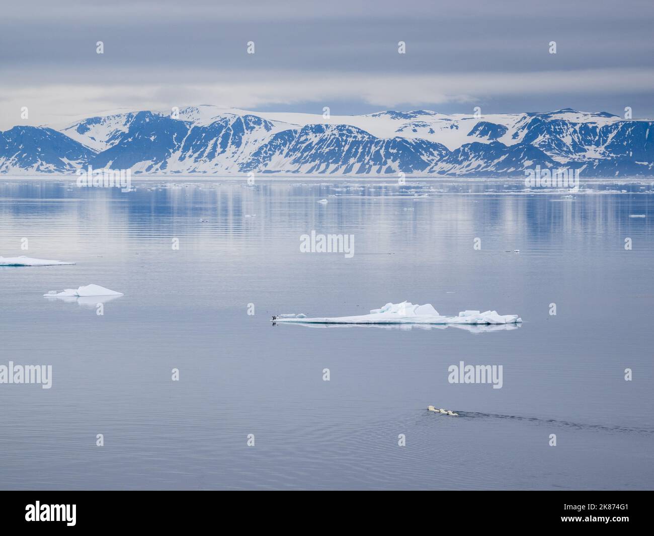 Une mère ours polaire (Ursus maritimus) nageant avec ses petits d'un an derrière elle à Reinsdyrflya, Svalbard, Norvège, Europe Banque D'Images