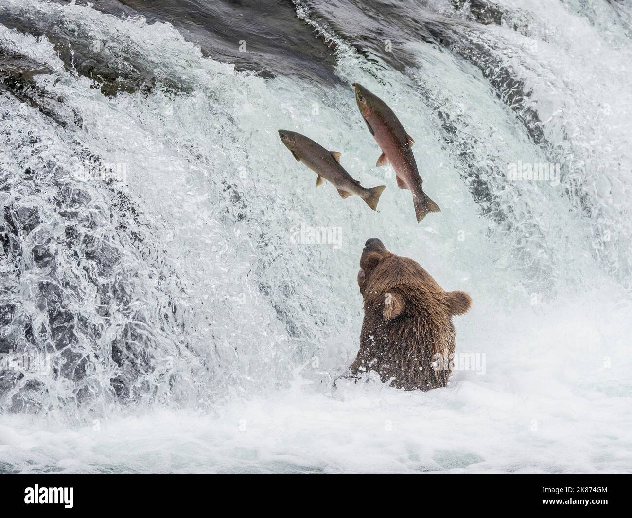 Ours brun adulte (Ursus arctos) pêchant du saumon aux chutes Brooks, parc national et réserve de Katmai, Alaska, États-Unis d'Amérique Banque D'Images