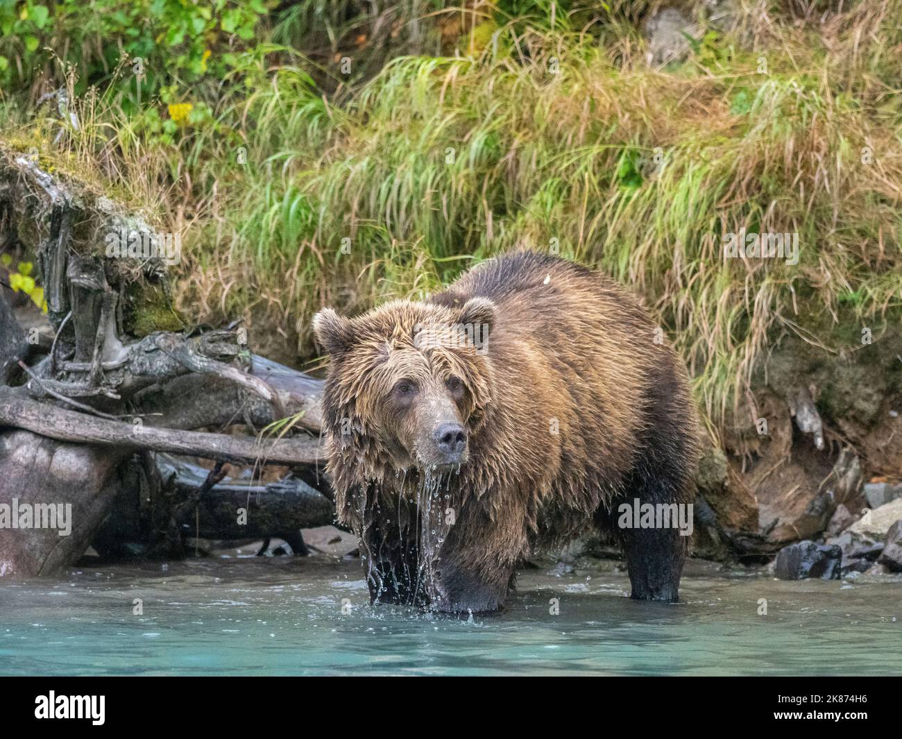 Un jeune ours brun (Ursus arctos) le long du rivage du parc national et de la réserve du lac Clark, Alaska, États-Unis d'Amérique, Amérique du Nord Banque D'Images