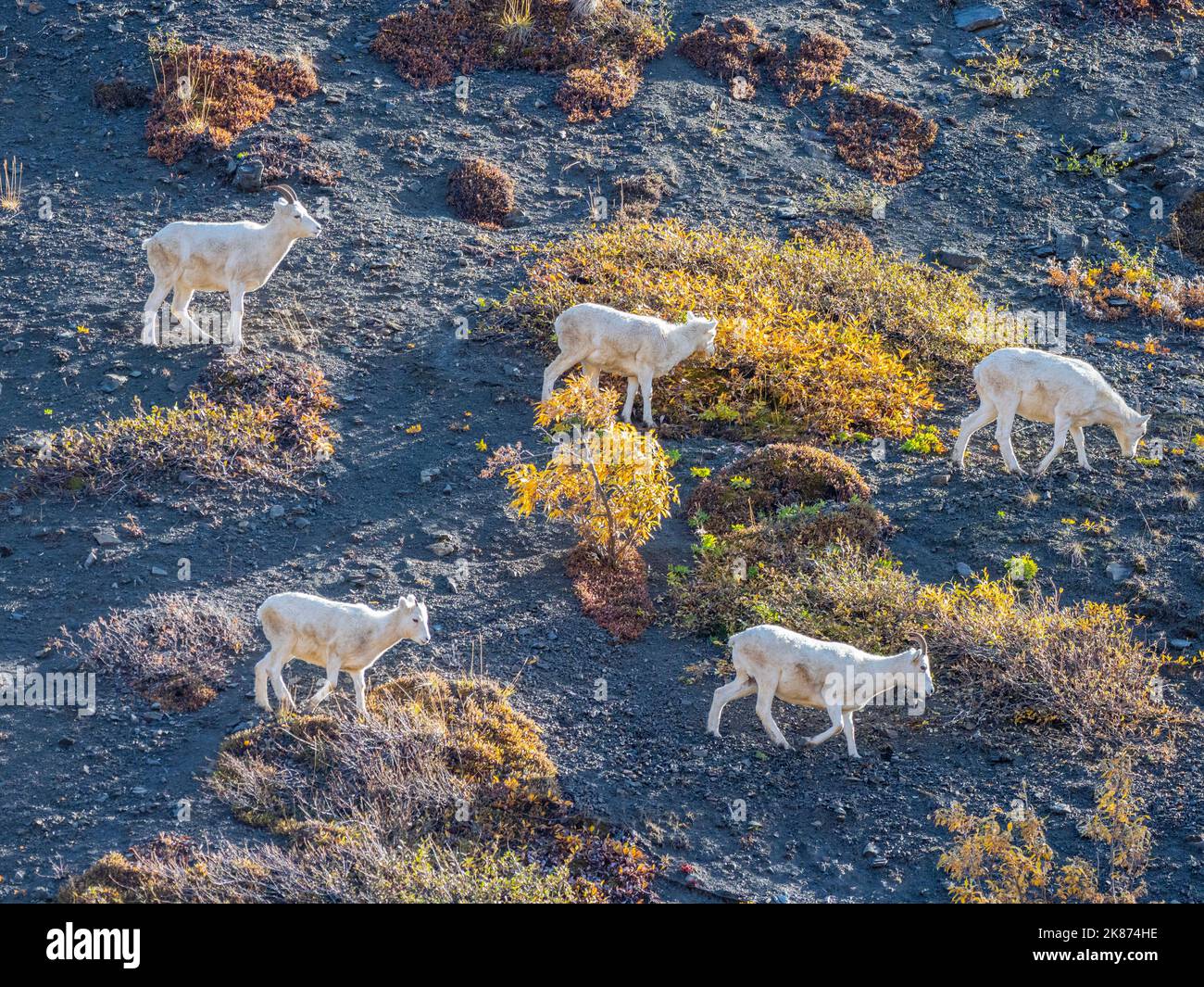 Un petit groupe de mouflons Dall (Ovis dalli) paître sur un flanc de montagne dans le parc national Denali, Alaska, États-Unis d'Amérique, Amérique du Nord Banque D'Images