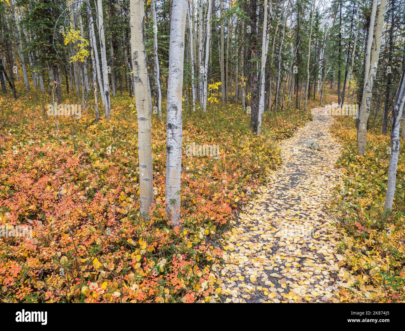 Changement de couleur d'automne parmi les arbres et les arbustes du sentier Rock Creek dans le parc national Denali, Alaska, États-Unis d'Amérique, Amérique du Nord Banque D'Images