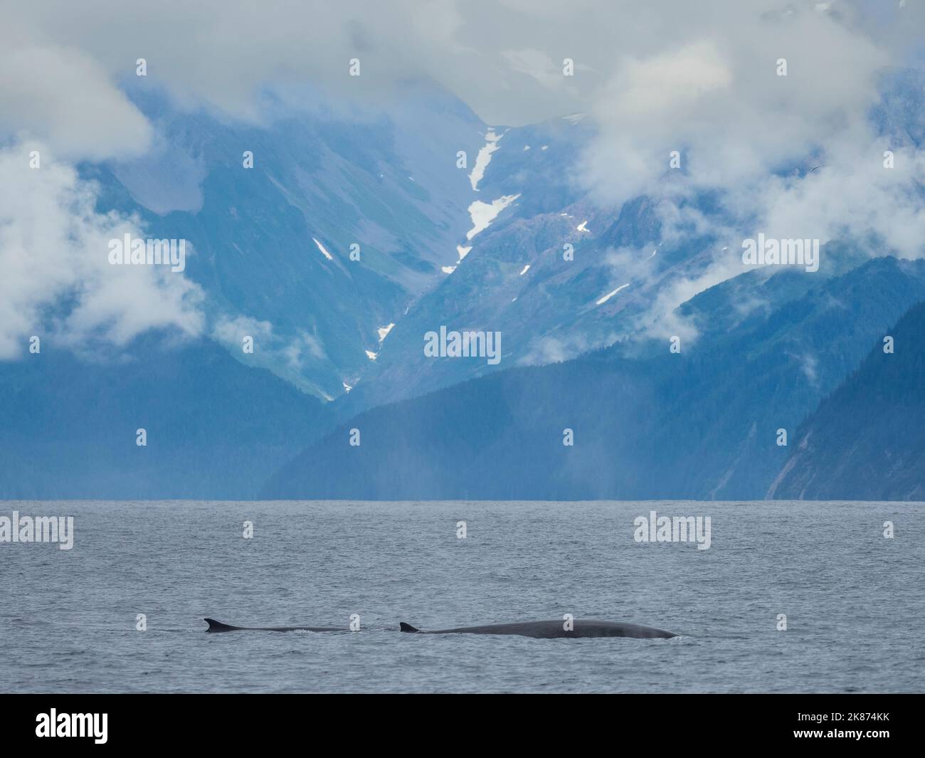 Une paire de rorquals communs adultes (Balaenoptera physalus) faisant surface dans le parc national Kenai Fjords, Alaska, États-Unis d'Amérique, Amérique du Nord Banque D'Images