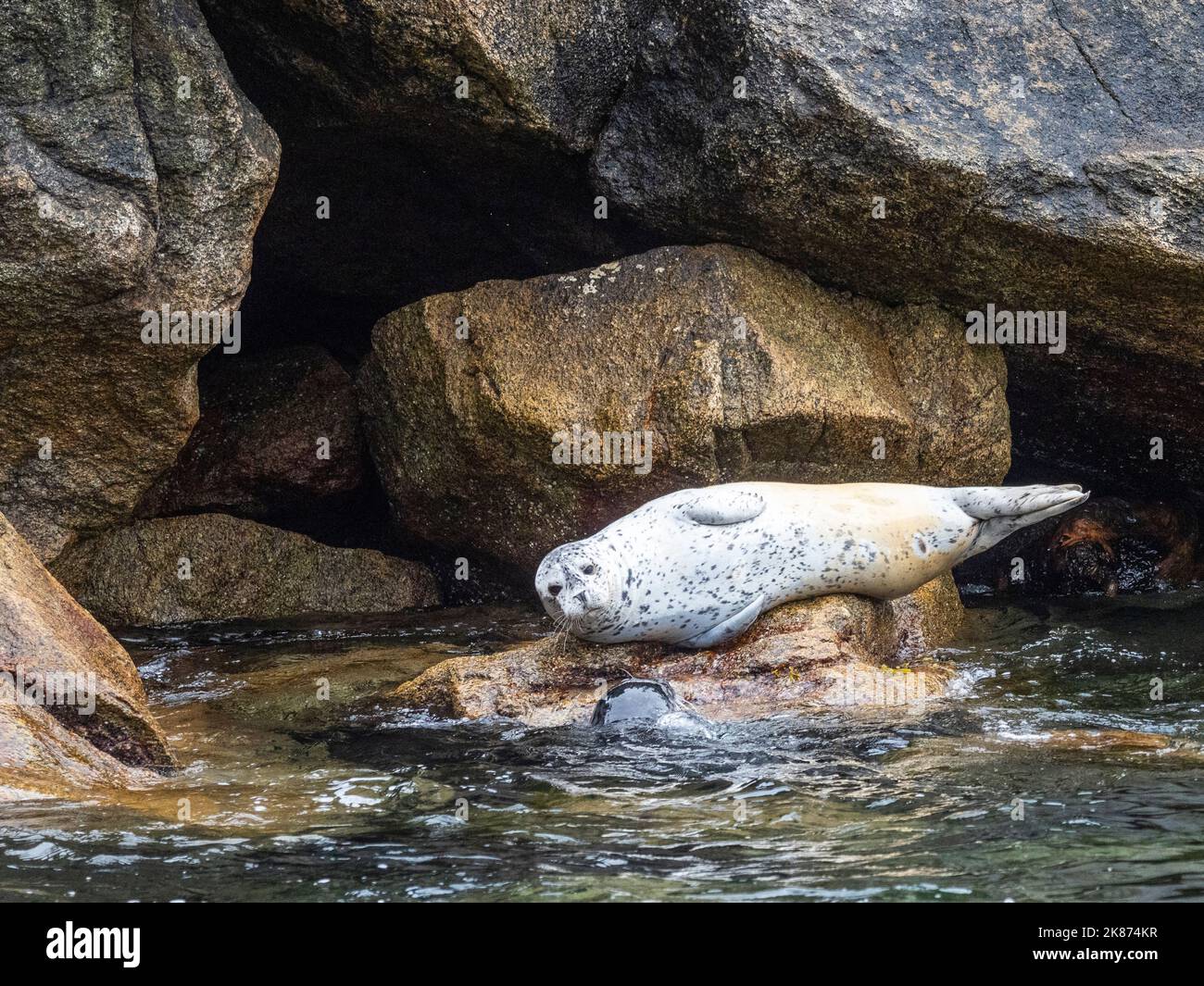 Un phoque commun adulte (Phoca vitulina) a été transporté sur les rochers du parc national Kenai Fjords, Alaska, États-Unis d'Amérique, Amérique du Nord Banque D'Images