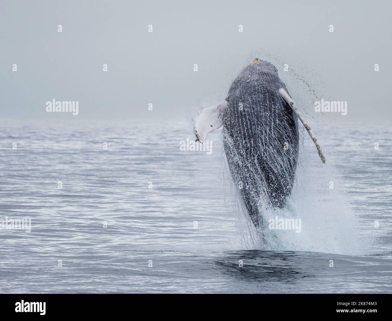 Une baleine à bosse adulte (Megaptera novaeangliae) qui braque dans le parc national Kenai Fjords, Alaska, États-Unis d'Amérique, Amérique du Nord Banque D'Images