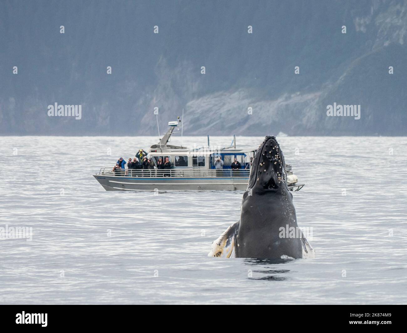 Une baleine à bosse adulte (Megaptera novaeangliae) se fait une tête-fente près du bateau dans le parc national de Kenai Fjords, Alaska, États-Unis d'Amérique, Amérique du Nord Banque D'Images