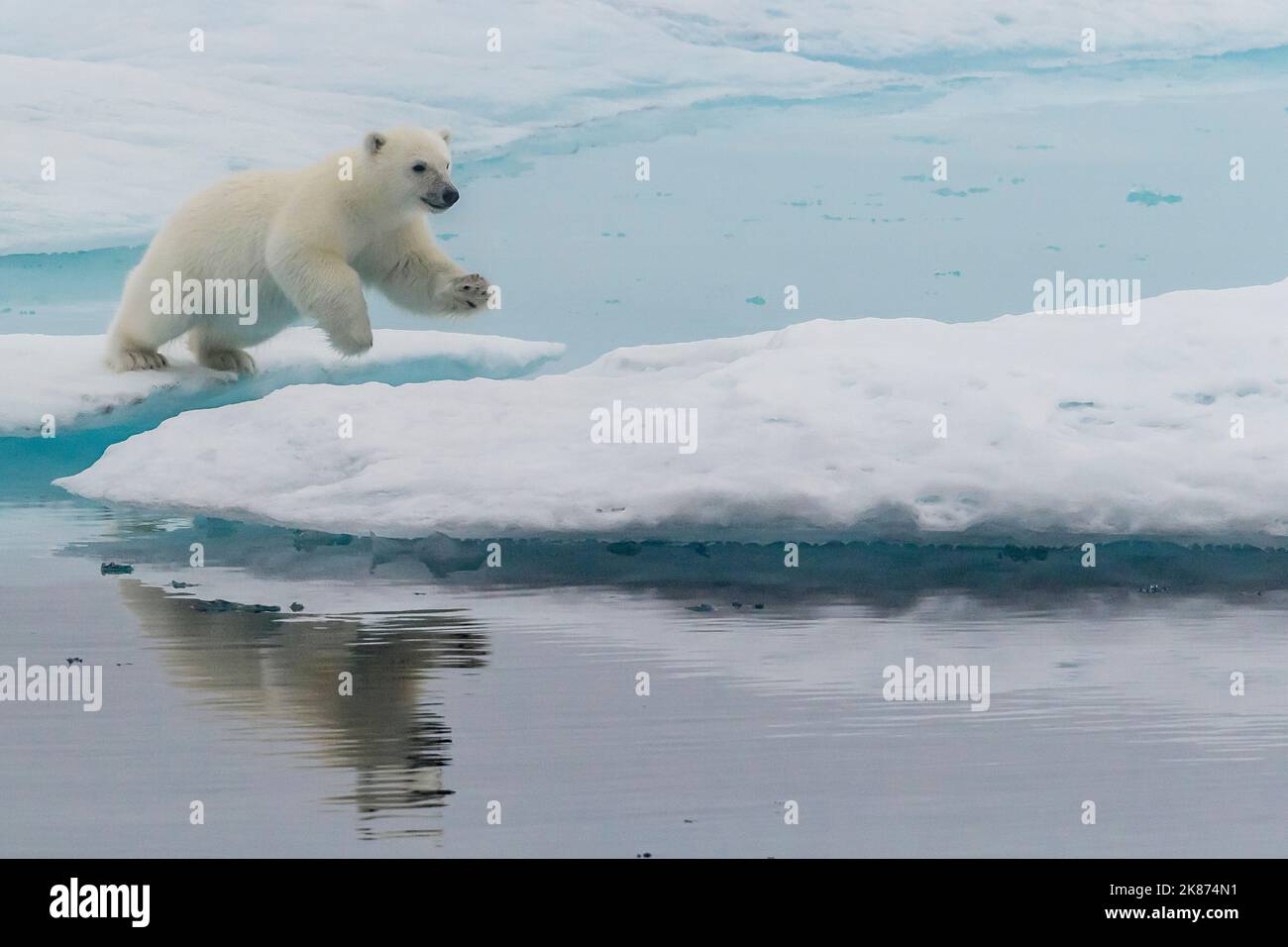 Ours polaire (Ursus maritimus), le cub bondissant sur un floe de glace dans le brouillard du détroit de Davis, au Nunavut, au Canada, en Amérique du Nord Banque D'Images