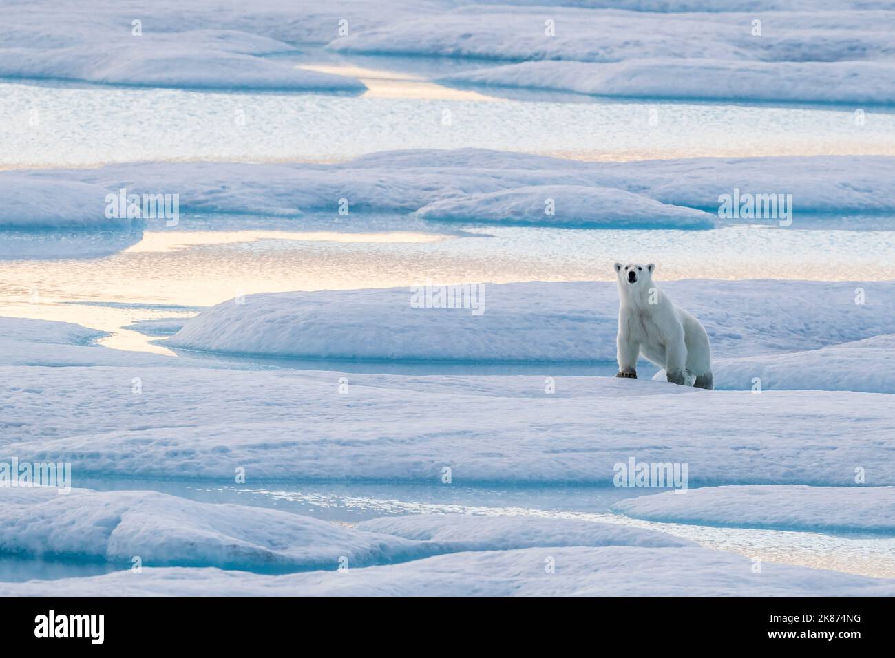 Un ours polaire solitaire (Ursus maritimus) sur la glace dans le détroit de Lancaster, au Nunavut, au Canada, en Amérique du Nord Banque D'Images