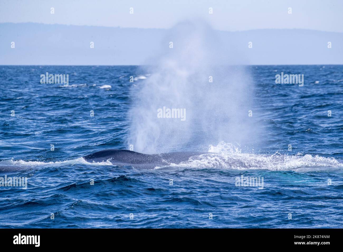 Une baleine bleue adulte (Balaenoptera musculus) surmontée d'un souffle dans le sanctuaire marin national de la baie de Monterey, Californie, États-Unis d'Amérique Banque D'Images