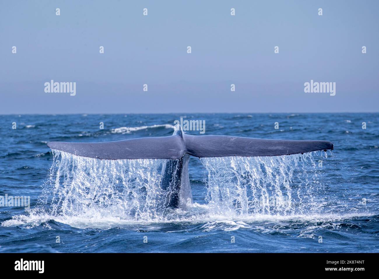 Une baleine bleue adulte (Balaenoptera musculus) fait de la plongée sous-marine dans le sanctuaire marin national de la baie de Monterey, Californie, États-Unis d'Amérique Banque D'Images