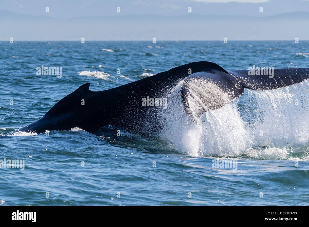 Baleine à bosse adulte (Megaptera novaeangliae), à queue dans le sanctuaire marin national de la baie de Monterey, Californie, États-Unis d'Amérique Banque D'Images