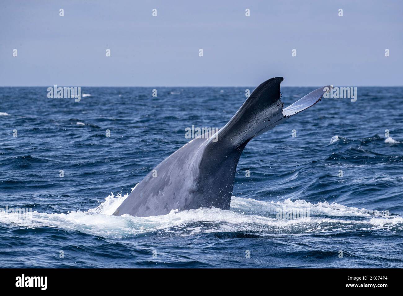 Une baleine bleue adulte (Balaenoptera musculus) fait de la plongée sous-marine dans le sanctuaire marin national de la baie de Monterey, Californie, États-Unis d'Amérique Banque D'Images