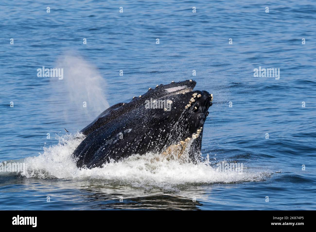 La baleine à bosse adulte (Megaptera novaeangliae) se nourrissant en fente dans le sanctuaire marin national de la baie de Monterey, Californie, États-Unis d'Amérique Banque D'Images