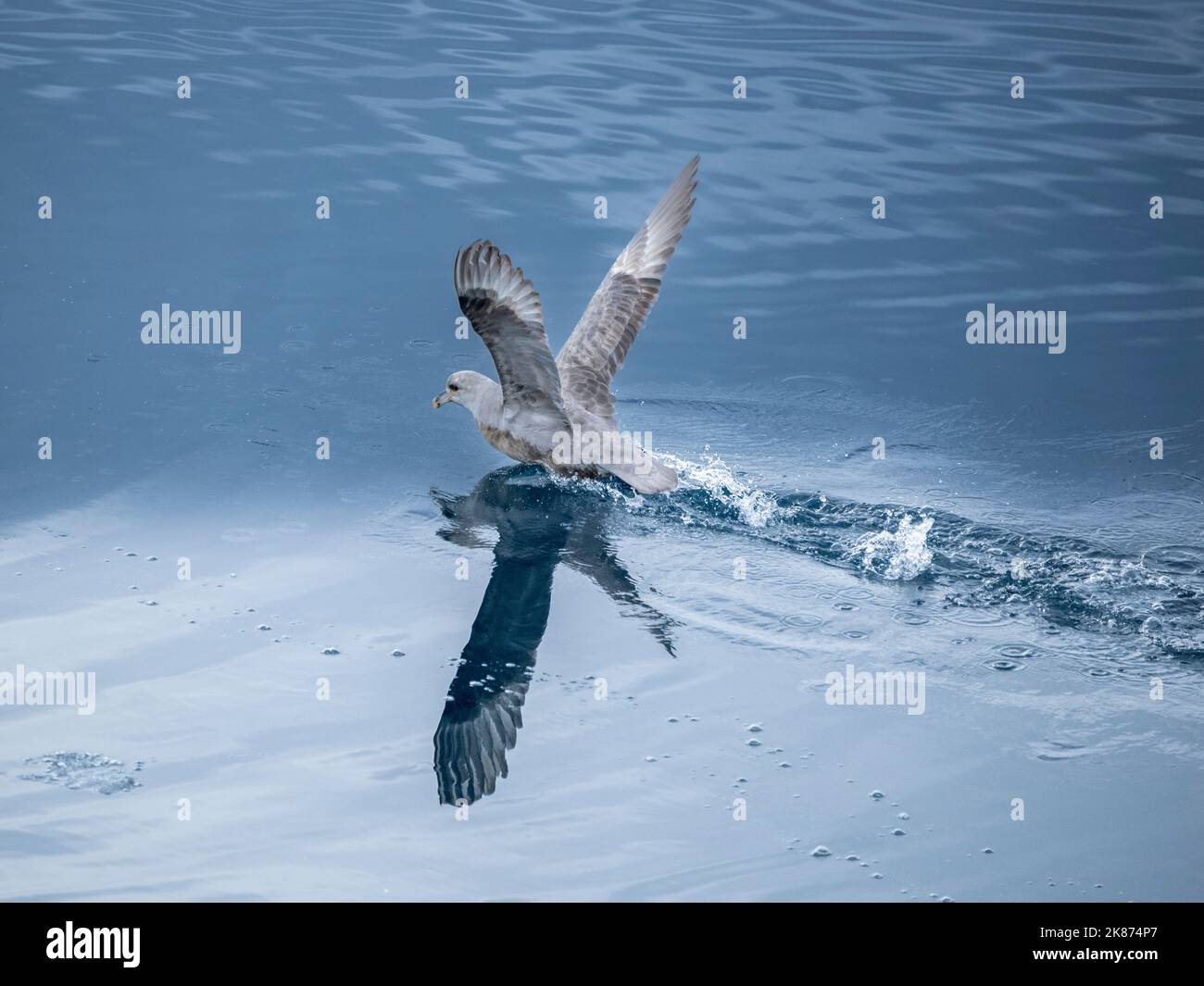 Un fulmar du nord adulte (Fulmarus glacialis) qui envolez-vous dans des eaux calmes avec son reflet, Nunavut, Canada, Amérique du Nord Banque D'Images Un fulmar du nord adulte (Fulmarus glacialis) qui envolez-vous dans des eaux calmes avec son reflet, Nunavut, Canada, Amérique du Nord Banque D'Images