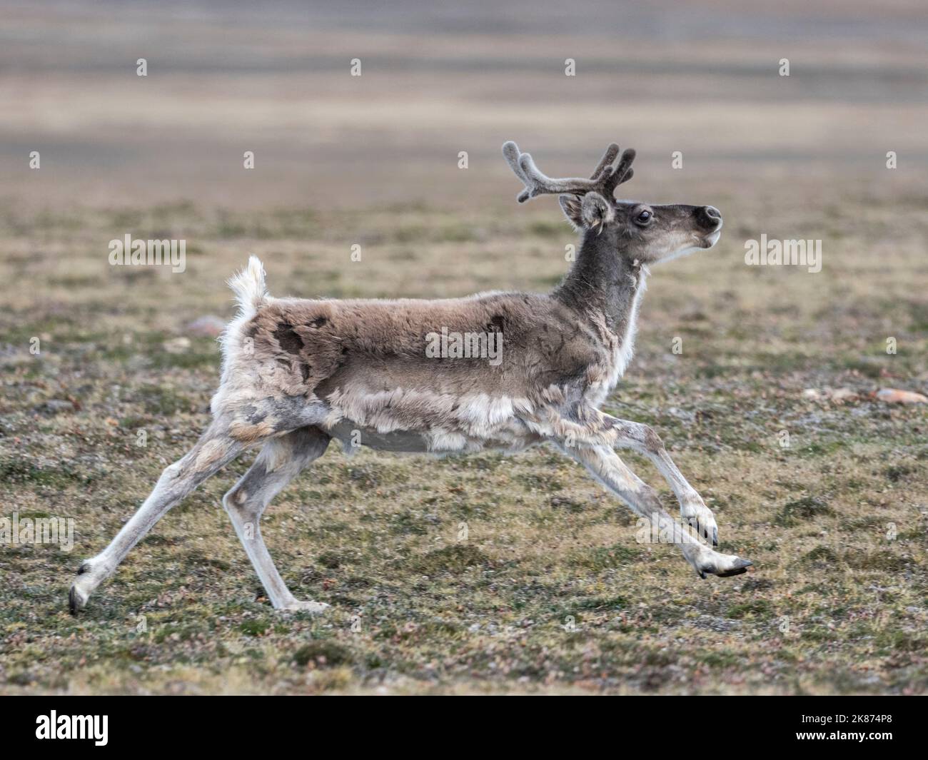 Un curieux caribou de Peary adulte (Rangifer tarandus pearyi), au large de l'île Prince Regent, au Nunavut, au Canada, en Amérique du Nord Banque D'Images