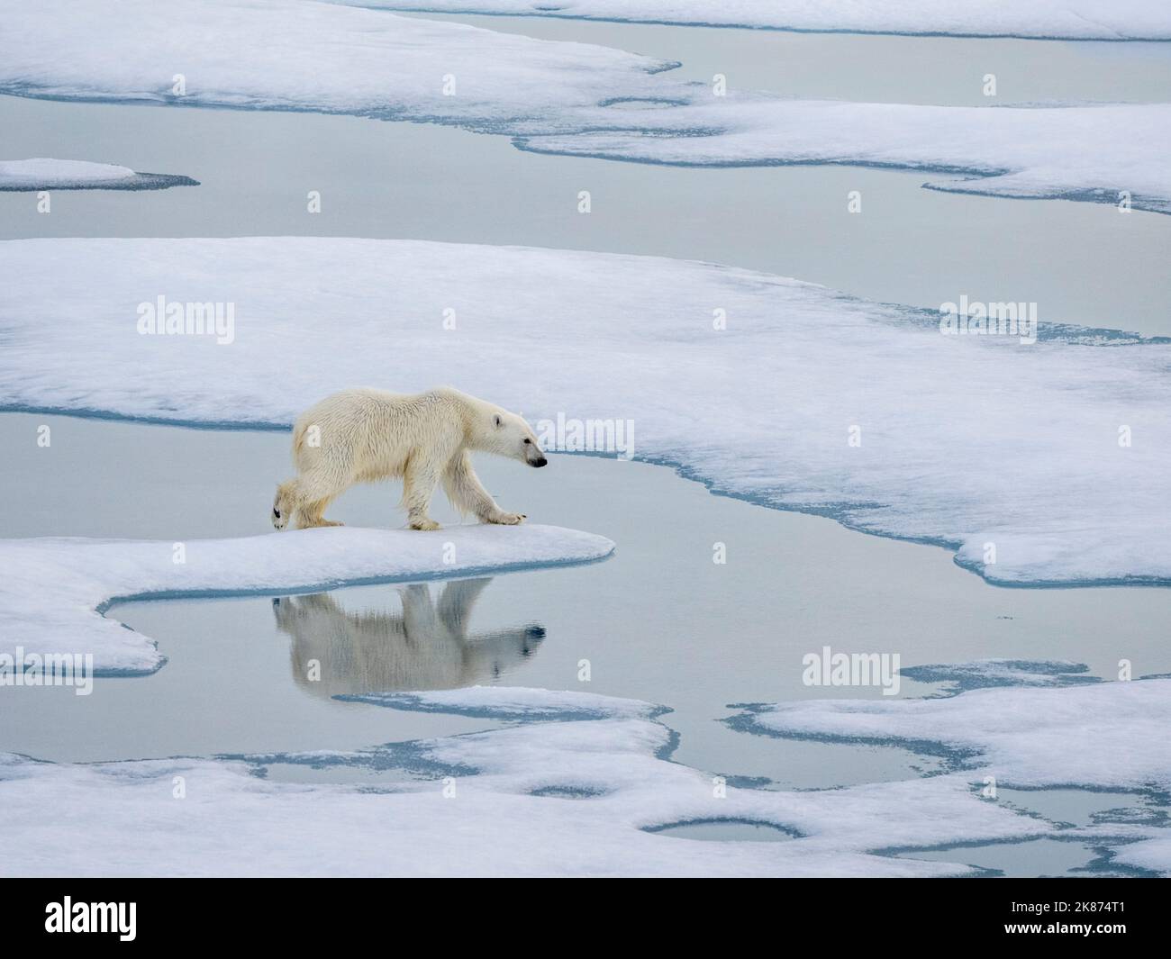 Un jeune ours polaire (Ursus maritimus) curieux marchant sur la glace de mer près de l'île Somerset, au Nunavut, au Canada, en Amérique du Nord Banque D'Images