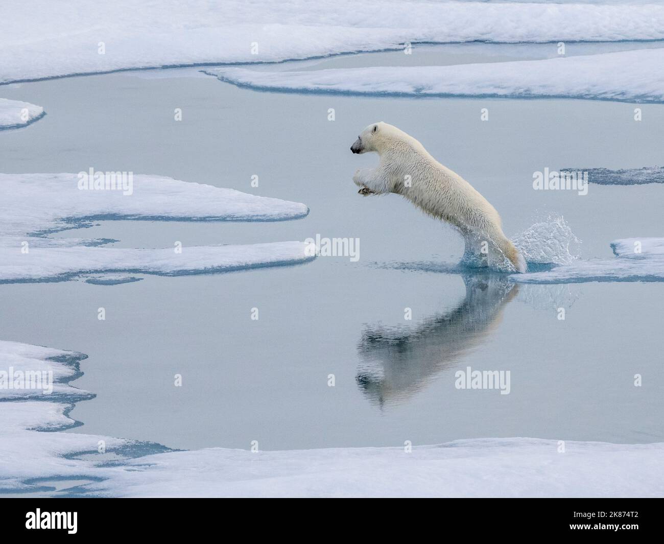 Un jeune ours polaire curieux (Ursus maritimus) qui bondit sur la glace de mer près de l'île Somerset, au Nunavut, au Canada et en Amérique du Nord Banque D'Images