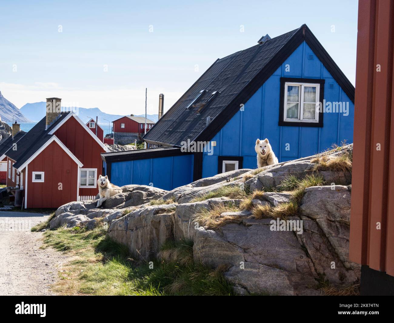 Chien adulte du Groenland (Canis familiaris) maintenu en chaîne comme chiens de traîneau à Uummannaq, Groenland, Danemark, régions polaires Banque D'Images