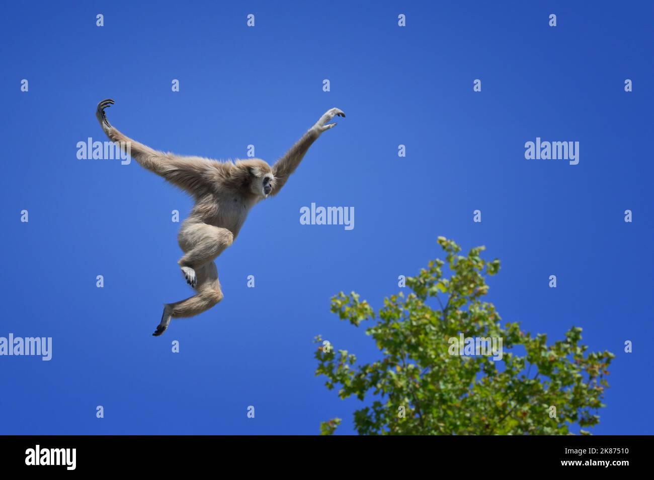 Gibbon de saut lar (gibbon à main blanche) (Hylobates lar), Malaisie, Asie du Sud-est, Asie Banque D'Images