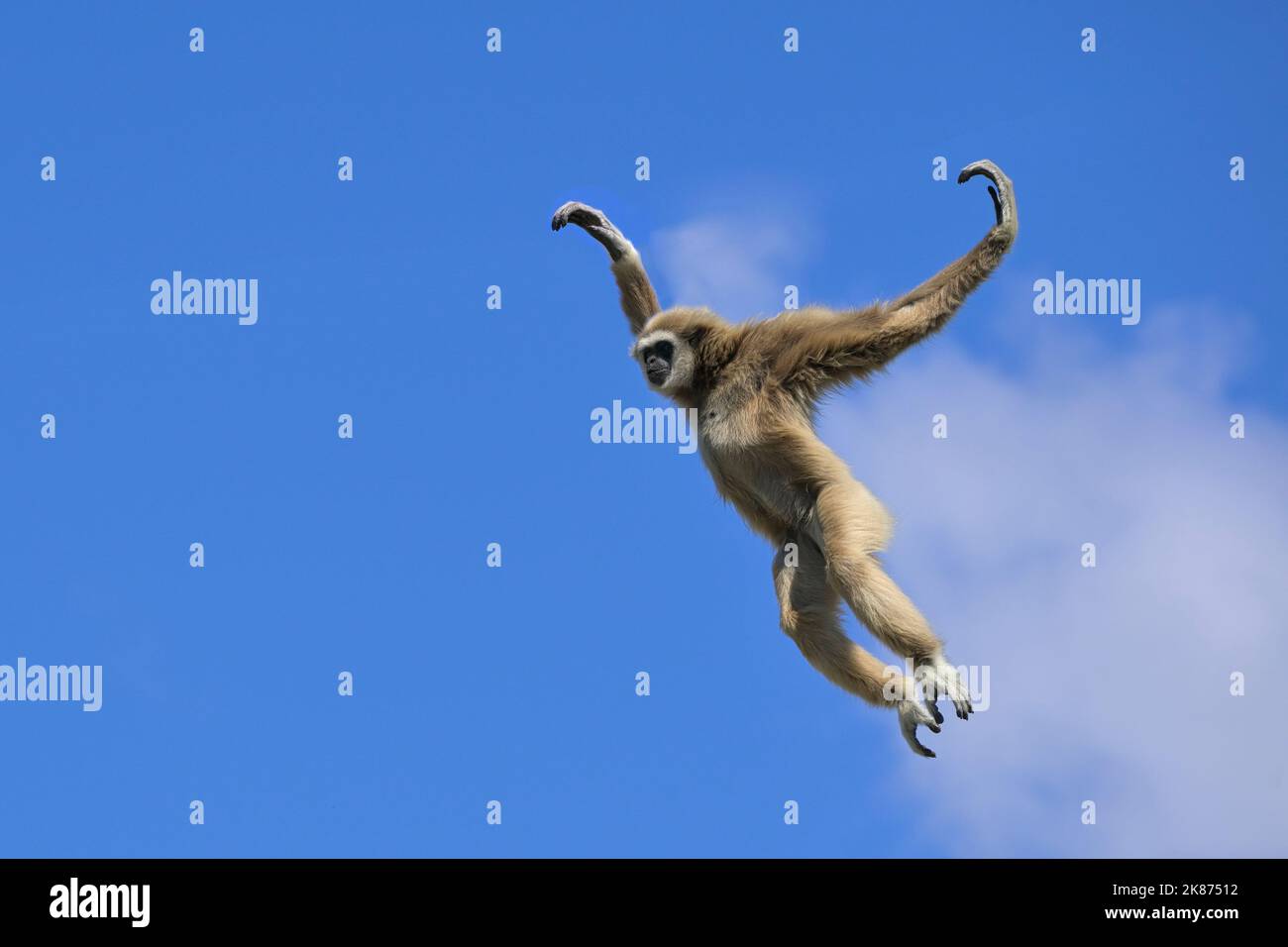 Gibbon de saut lar (gibbon à main blanche) (Hylobates lar), Malaisie, Asie du Sud-est, Asie Banque D'Images