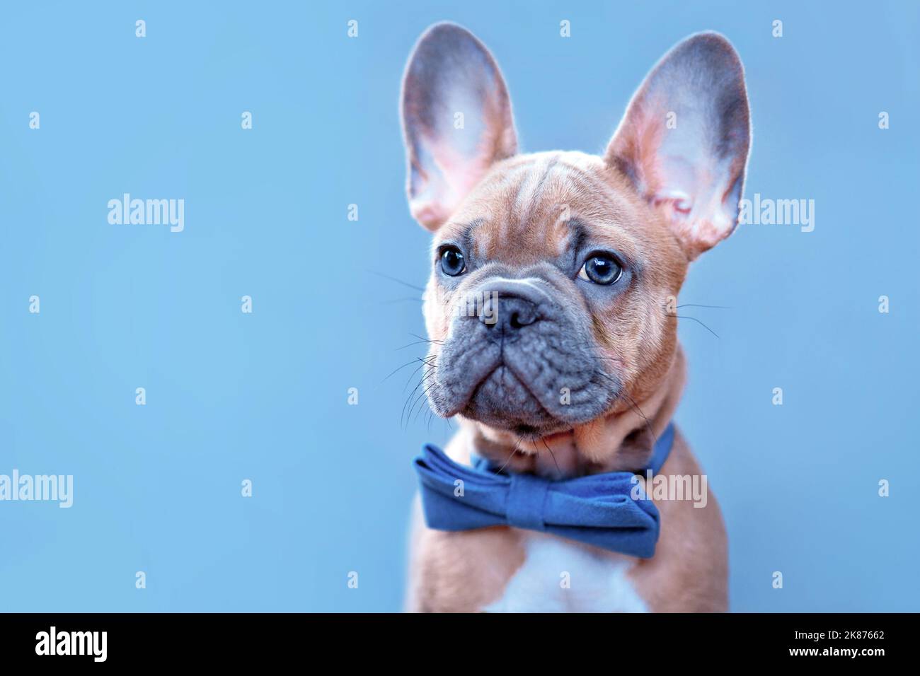Portrait de bleu rouge fauve chien Bulldog chiot avec noeud bleu Banque D'Images