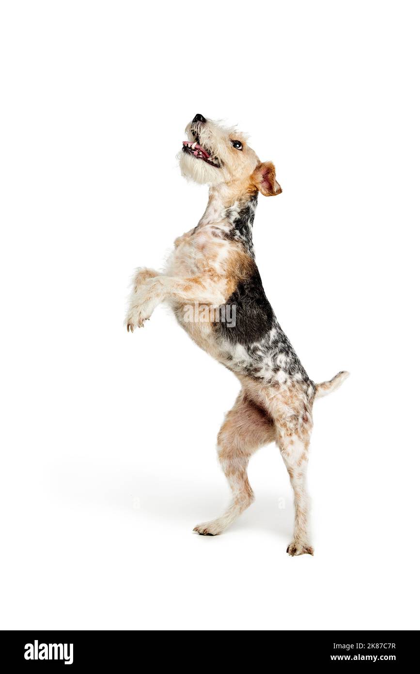 Photo en studio d'un beau chien de terrier renard puré posé isolé sur fond blanc. Debout sur les pattes arrière Banque D'Images