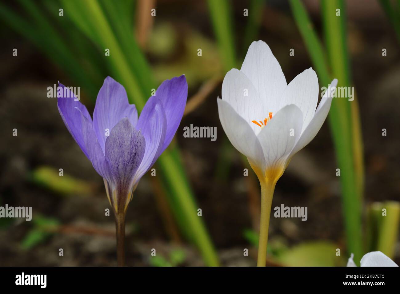 Gros plan des deux magnifiques crocus fleuris d'automne sur un fond flou naturel, vue latérale Banque D'Images