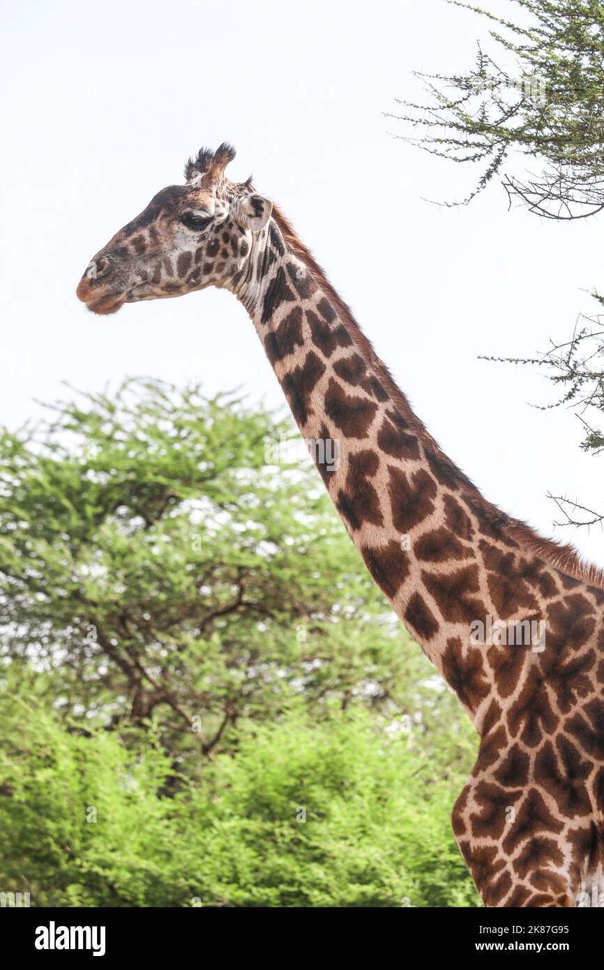 PARC SERENGENTI TANZANIE Banque D'Images