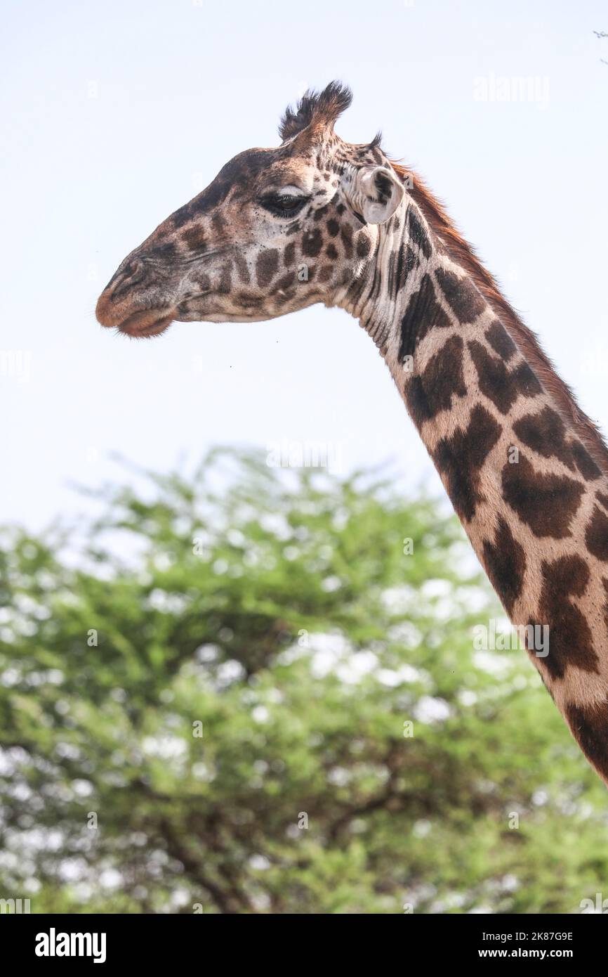 PARC SERENGENTI TANZANIE Banque D'Images