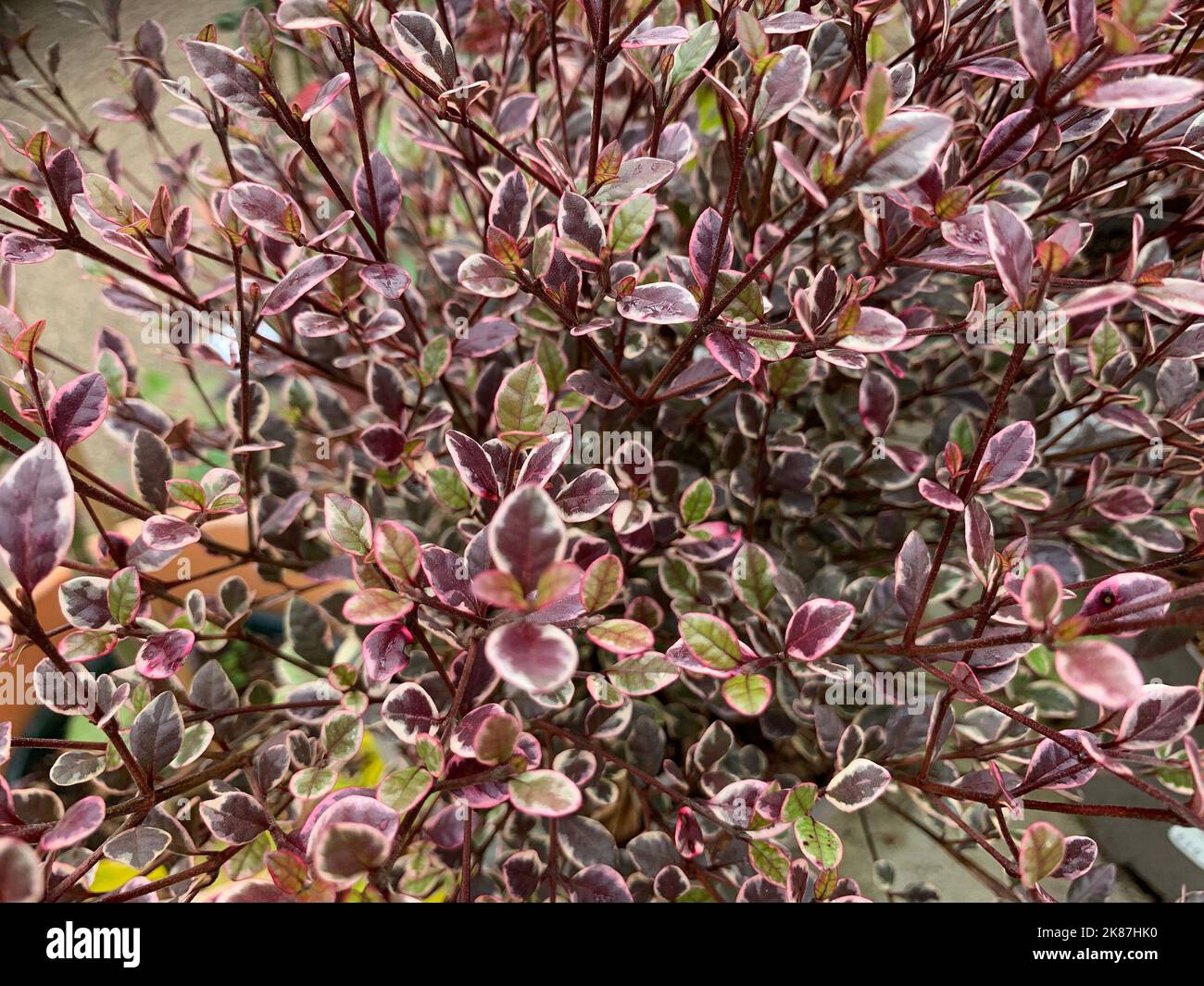 Gros plan des petites feuilles à feuilles variégées et persistantes de l'arbuste de jardin vivace Lophomyrtus × rhalphii Magic Dragon. Banque D'Images