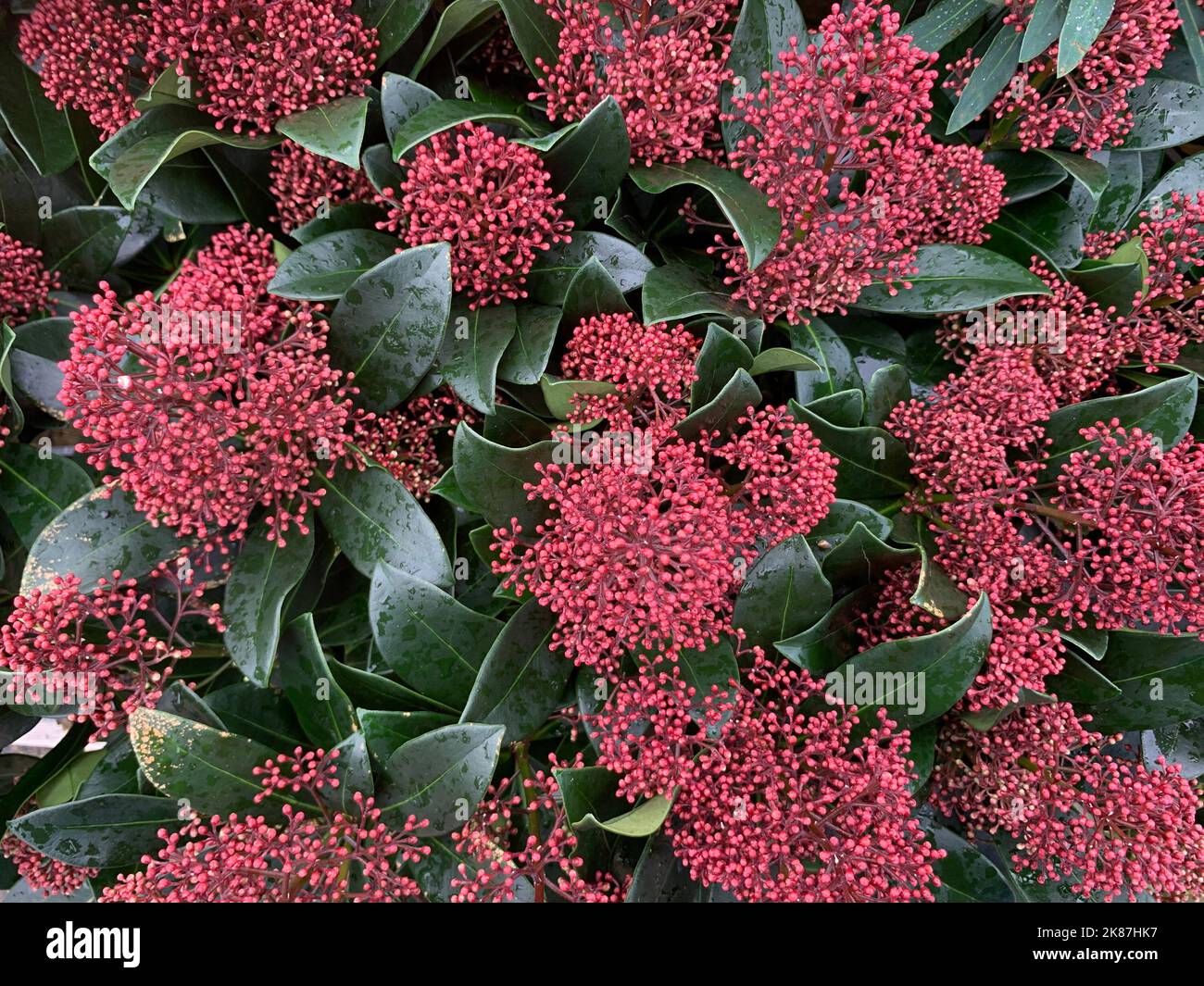 Gros plan des boutons de fleurs d'automne et des feuilles vert foncé de la plante de jardin à feuilles persistantes Skimmia japonica Rubella vu en automne. Banque D'Images