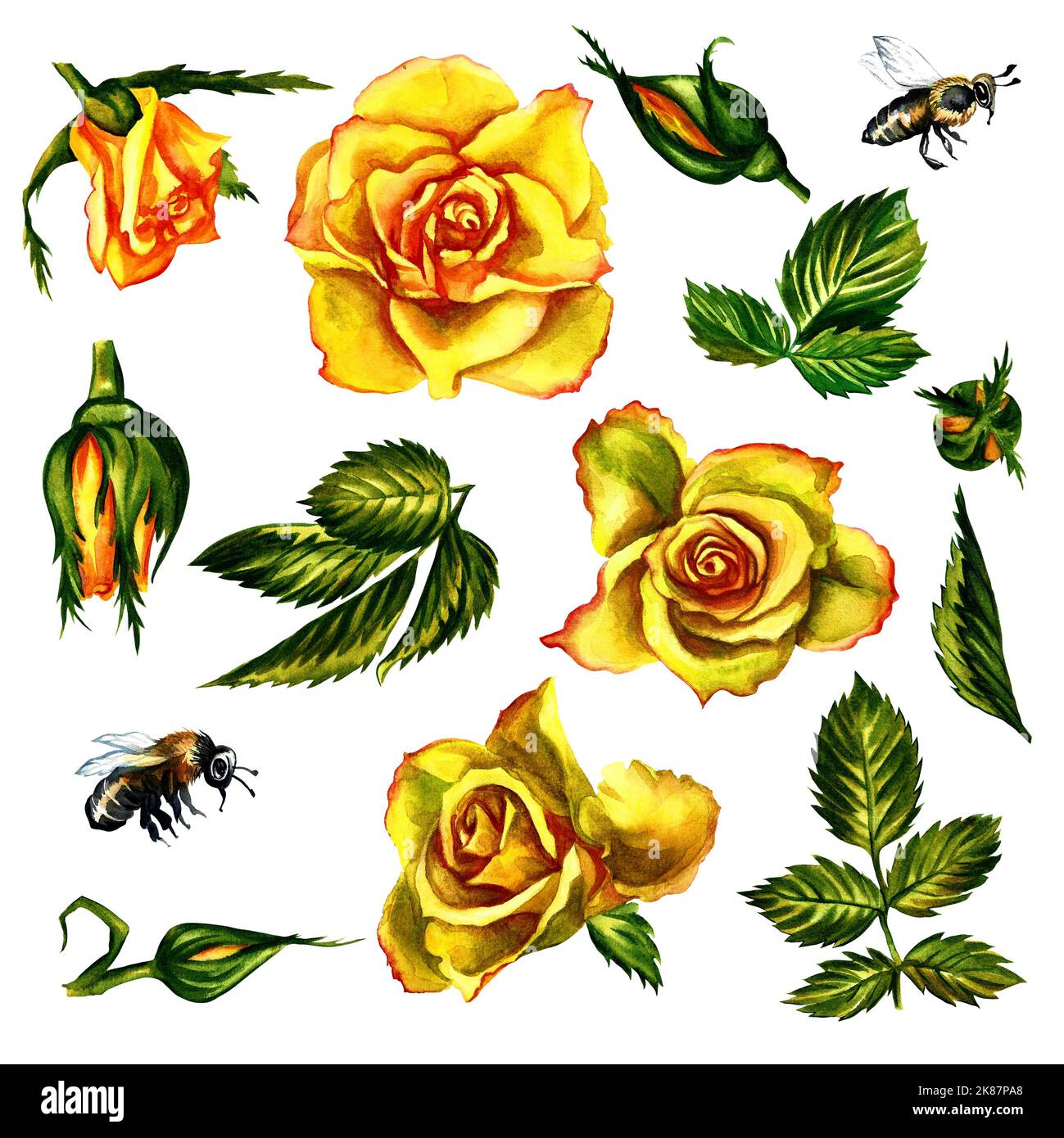 Ensemble de roses, fleurs et feuilles jaunes d'aquarelle. Collection aquarelle avec feuilles et fleurs, dessin à la main. Peut être utilisé pour concevoir des invitations Banque D'Images