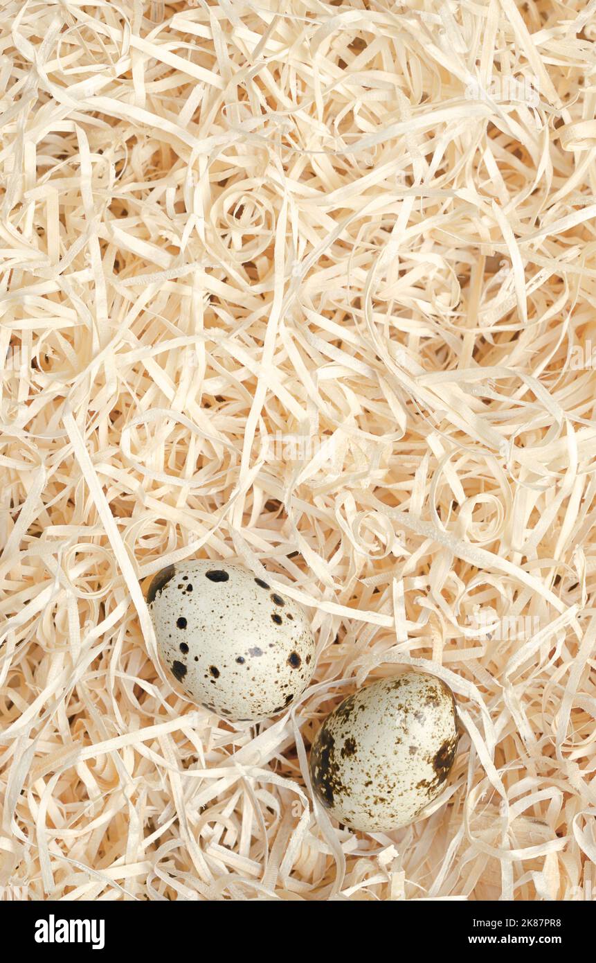 Paire d'oeufs de caille dans un nid de laine de bois, d'en haut. Œufs frais, mouchetés, entiers de cailles communes, Coturnix coturnix, délicatesse, consommés crus ou cuits. Banque D'Images