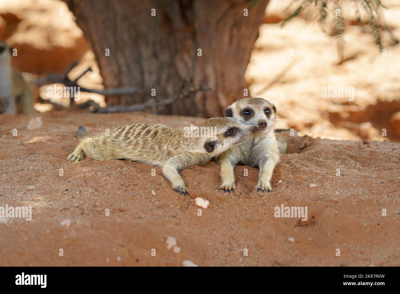 2 petits meerkats, un animal embrasse l'autre. Parc transfrontalier Kgalagadi, Kalahari, Afrique du Sud Banque D'Images