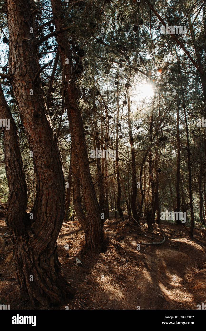 Un gros plan vertical d'arbres contre le soleil, le parc national de Shivapuri Banque D'Images